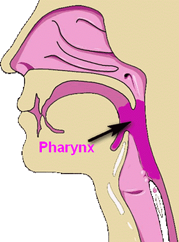 Cancer du pharynx