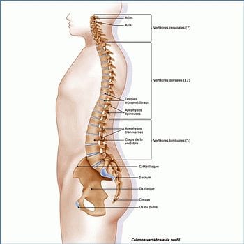 Anatomie rachis