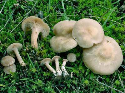 Clitocybe à odeur de poulailler