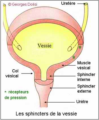 Anatomie muscle sphincter externe anal