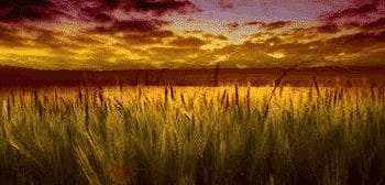 Les nutritions liées à l'environnement