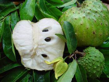 Anticancer : le bio