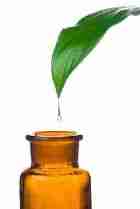 La phytothérapie rénovée