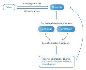 Mécanisme de la dépendance tabagique
