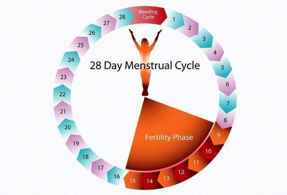 Ovulation et  Cycle