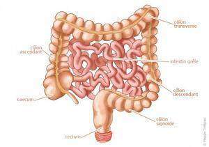 Voies intestinales