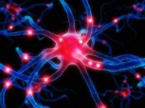 Affects et intellect sous la loi des hormones