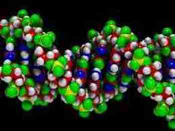Anti- âge : la théorie des lésions de l'ADN