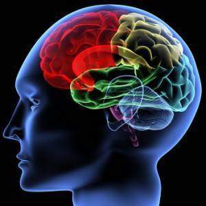 Cerveau sexe et politique : béquilles cérébrales et dopage humain