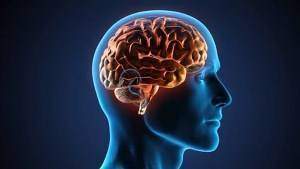 Cerveau sexe et pouvoir : vers une neurosociété