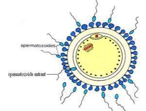 La reproduction : la nécessité des spermatozoïdes pour la fécondation