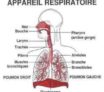 La respiration : la mise en évidence du surfactant pulmonaire