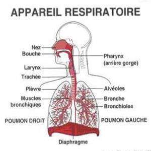 La respiration : la mise en évidence du surfactant pulmonaire