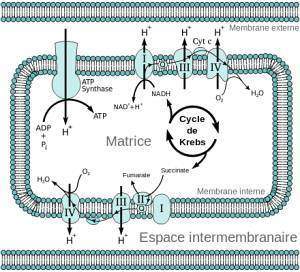 La respiration: un phénomène cellulaire