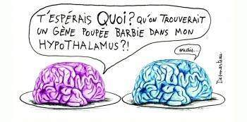 Le cerveau a-t-il un sexe?