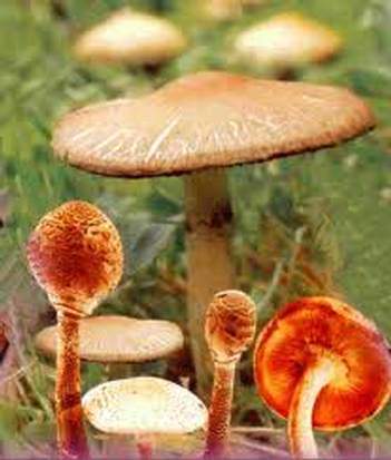 Les champignons japonais: anti-oxydants