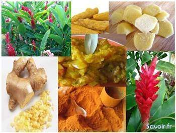 Les épices de longue vie: le curcuma, le gingembre