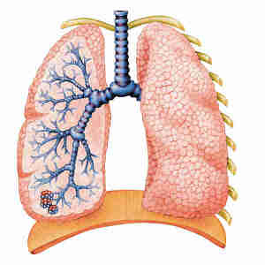 L'invention de la physiologie: la respiration