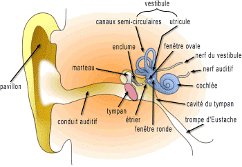 Quels sont la morphologie et le rôle de l’oreille interne auditive ?