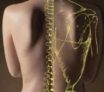 L’ostéopathie moderne : les pivots et la cinésiologie