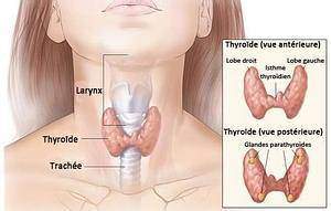 Qu'est-ce que la thyroïde ?
