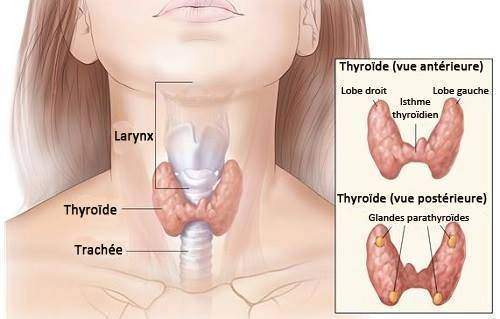 Vivre sans thyroïde