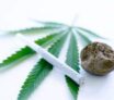 Le cannabis une herbe des steppes