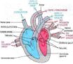 La circulation: le rôle du calcium dans la contraction cardiaque