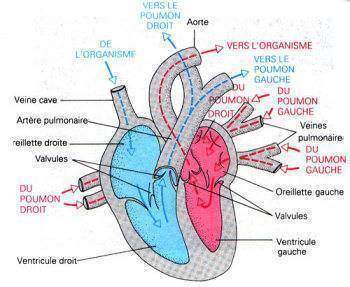 La circulation: le rôle du calcium dans la contraction cardiaque