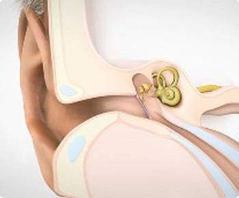 Quels sont la morphologie et le rôle de l’oreille moyenne ?