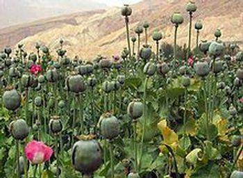 L’opium en Occident une panacée