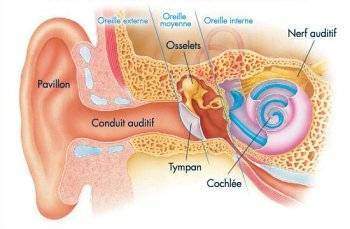 Quels sont la morphologie et le rôle de l’oreille externe ?