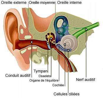 Quelles sont les principales maladies rencontrées au niveau de l’oreille interne ?