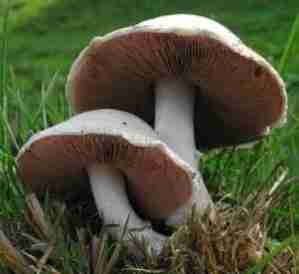 Prévention et lutte contre les cancers par l’alimentation: LES CHAMPIGNONS