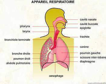 Témoignage: l'appareil respiratoire