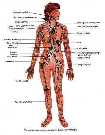 témoignage: le système lymphatique