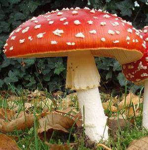 Les aliments anticancer : Les champignons stimulants du système immunitaire