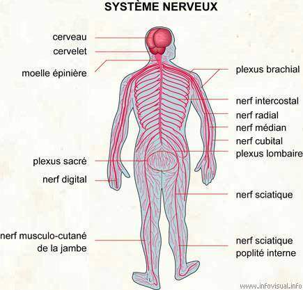 Le systéme nerveux