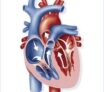 L'appareil circulatoire: coeur, sang et circulation