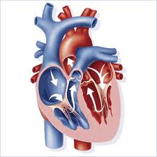 L'appareil circulatoire: coeur, sang et circulation