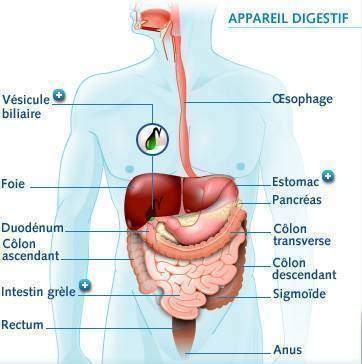 L'appareil digestif