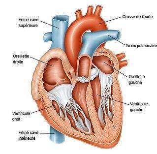 Angine de poitrine et crise cardiaque