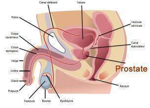 Ejaculer souvent préserve-t-il du cancer de la prostate ?