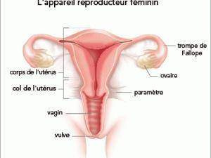 La forme du vagin est-elle identique d'une femme à l'autre ?