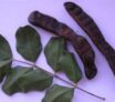 Bienfaits de la caroube: Ceratonia siliqua L.