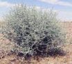 Propriétés médicinales de l’armoise blanche: Artemisia herba alba Asso.