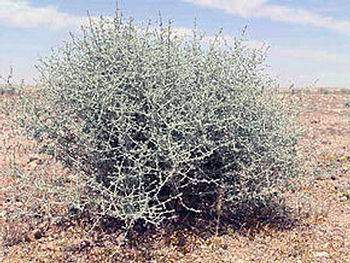 Propriétés médicinales de l’armoise blanche: Artemisia herba alba Asso.