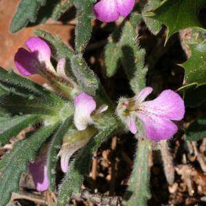 Propriétés médicinales de l’ivette musquée: Ajuga Iva