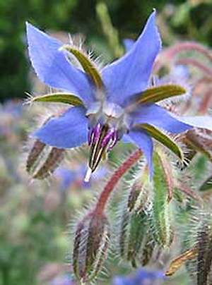 Propriétés médicinales de la bourrache : Borago Officinalis