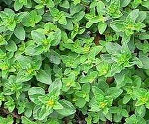 Propriétés médicinales de la marjolaine: Origanum majorana L.